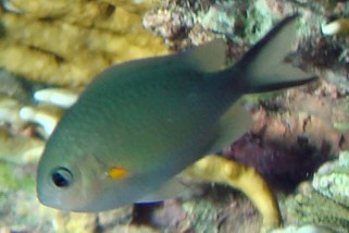 Chromis flavaxilla - Arabischer Riffbarsch (Gelbachsel-Chromis)